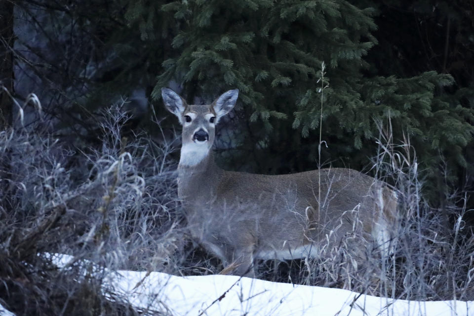 A deer is visible near the Joe Rich community on Jan. 31, 2024, which is located just outside of Kelowna, British Columbia. The community is in close proximity to a cherry orchard expansion site near a key wildlife corridor that ribbons around the Okanagan Mountain Provincial Park and Kalamalka Lake Provincial Park. (Aaron Hemens/IndigiNews via AP)