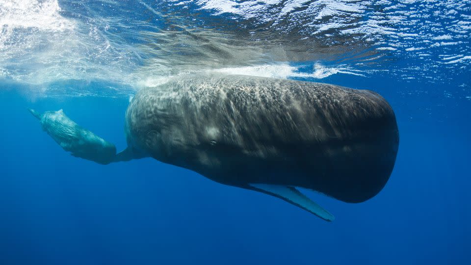 Sperm whale communication is more complex than first thought, researchers have found.  - Reinhard Dirscherl/ullstein picture/Getty Images
