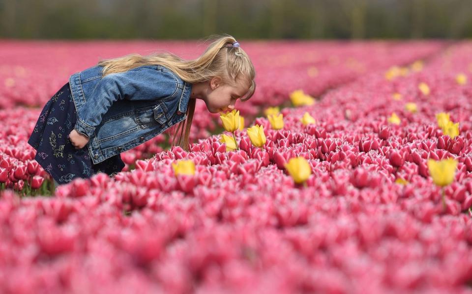 A child stops to smell the blooming tulips in a field near King's Lynn in Norfolk (PA)