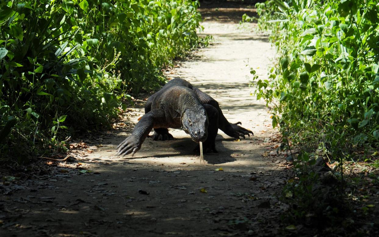 A Komodo dragon in Indonesia  - Reuters