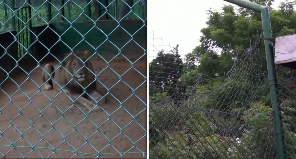 A lion (left) has mauled a man to death after he scaled a fence (right) at the Accra Zoo in Ghana..