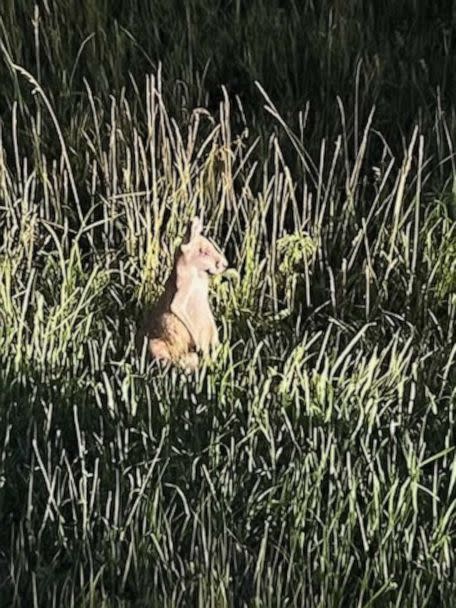 PHOTO: Police and animal control officers in Edwardsville, Kansas, worked together with the Bonner Springs Police Department on Wednesday, June 28, 2023, to rescue an injured kangaroo off the side of a major highway. (Facebook / Edwardsville Police Department)