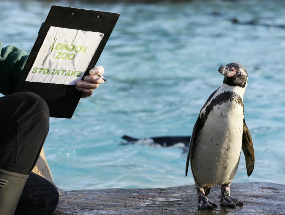A penguin looks at a keeper's clipboard during a stocktake at London Zoo, Thursday, Jan. 2, 2014. Home to more than 850 different species, London zookeepers welcomed in the New Year armed with clipboards as they made a note of every single animal. The compulsory annual count is required as part of ZSL London Zoo’s zoo license, and every creature, from the tiny leaf cutter ants to the huge silverback gorilla is duly noted .(AP Photo/Kirsty Wigglesworth)