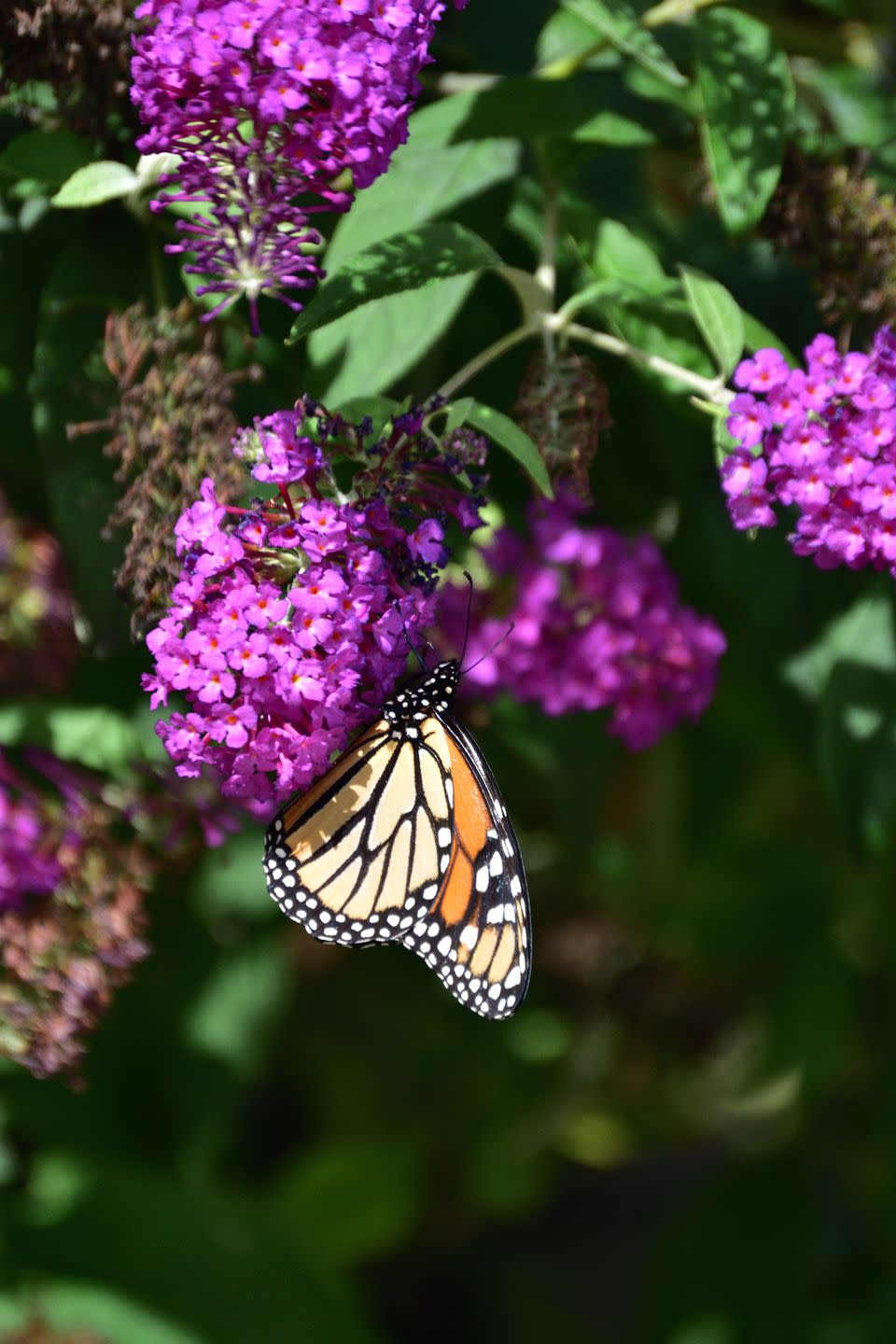 Butterfly Bush