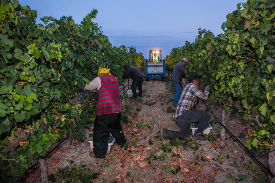 Trabajadores que laboran en el cultivo y la cosecha de la uva y otros frutos en California están potencialmente expuestos a la fiebre del valle (Getty Images)
