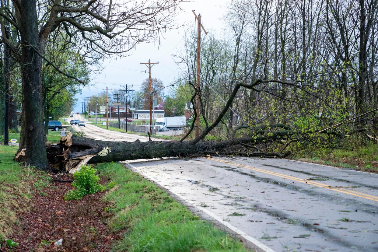 A tree was toppled in Evansville, Indiana, after a powerful storm that swept through the area April 2, 2024.