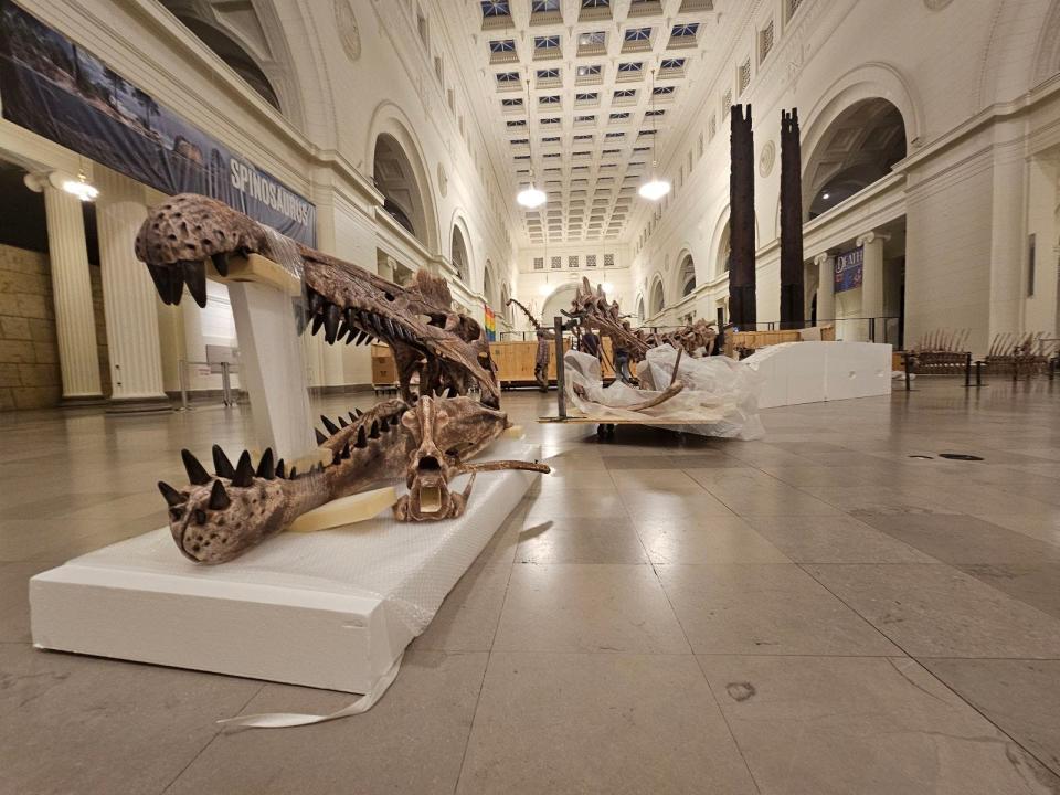 The Spinosaurus laying in disassembled pieces on the main floor of the exhibition hall at The Field Musuem.