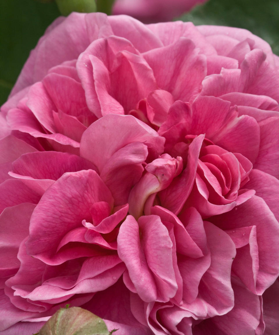 11. Gertrude Jekyll (Ausbord)