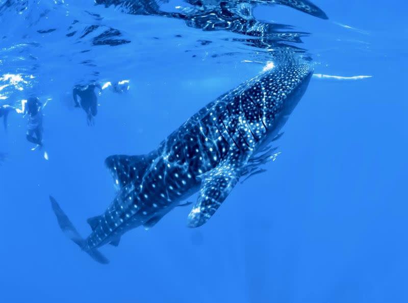 「宿霧5日迷你小包團」可體驗鯨鯊共遊的樂趣。（圖／平台提供）