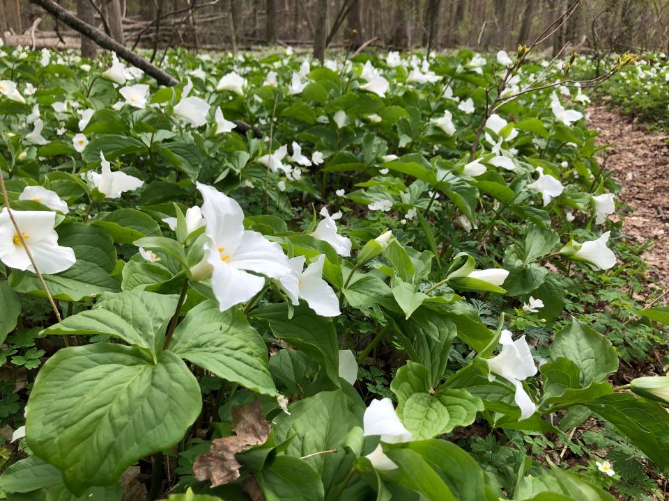 In spring, large-form white trilliums blanket Michigan Nature Association's Trillium Ravine preserve near Niles, where Chikaming Open Lands has added a new Trillium Woodlands Preserve next to it.