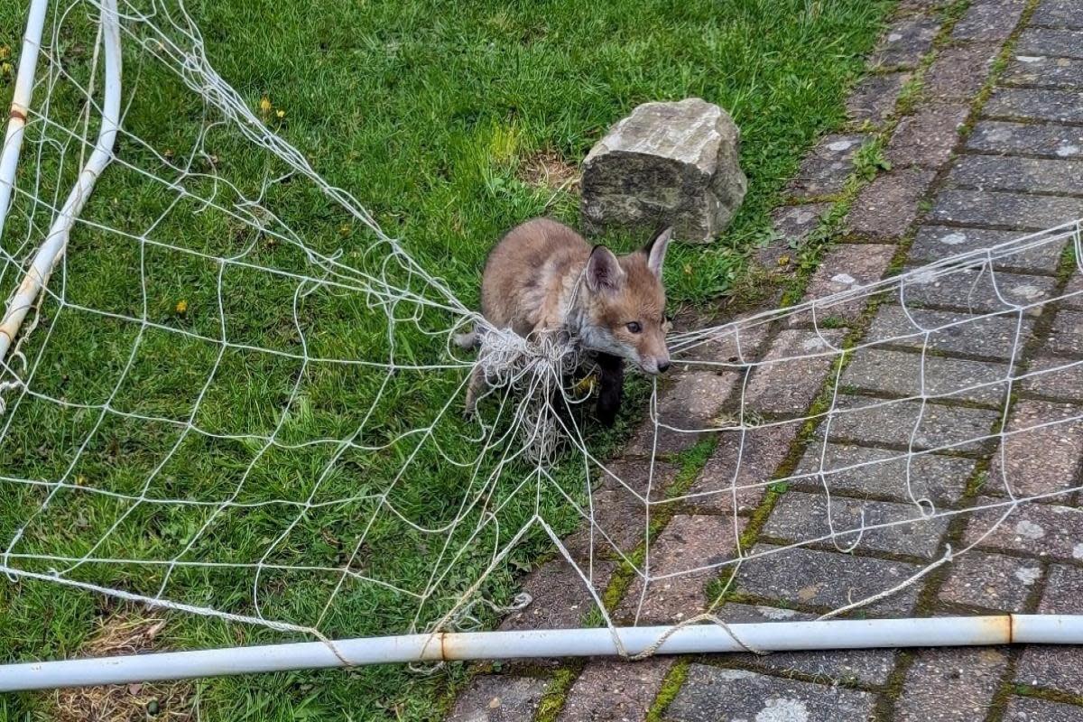This fox cub got trapped in a football net. <i>(Image: UGC)</i>