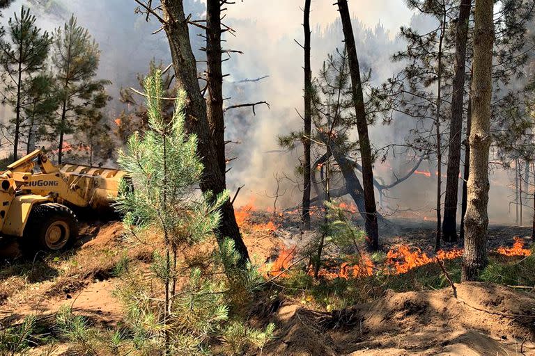 Incendio en los bosques de Pinamar