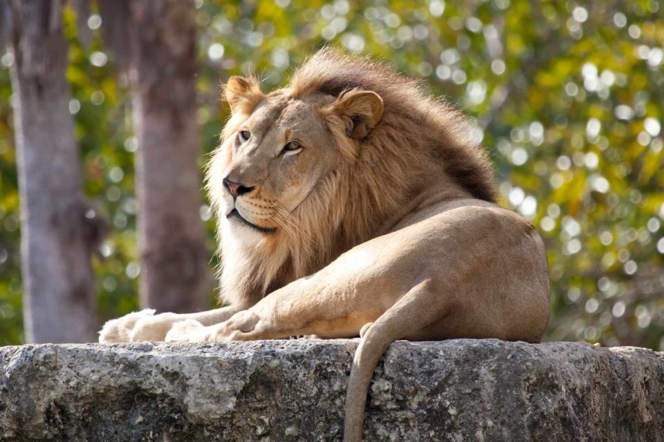 <p>Getty</p> A stock photo of a male African lion