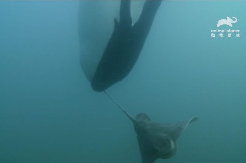 叼起魟魚的殺手鯨。（動物星球提供）