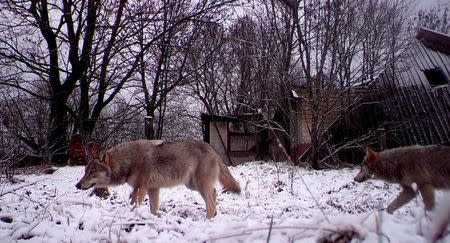 Wolves walk in the 30 km (19 miles) exclusion zone around the Chernobyl nuclear reactor in the abandoned village of Orevichi, Belarus, February 25, 2016. REUTERS/Vasily Fedosenko