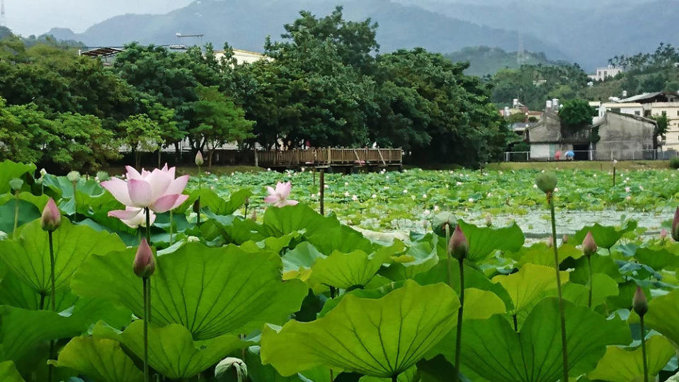 (圖片來源：東勢林區管理處)