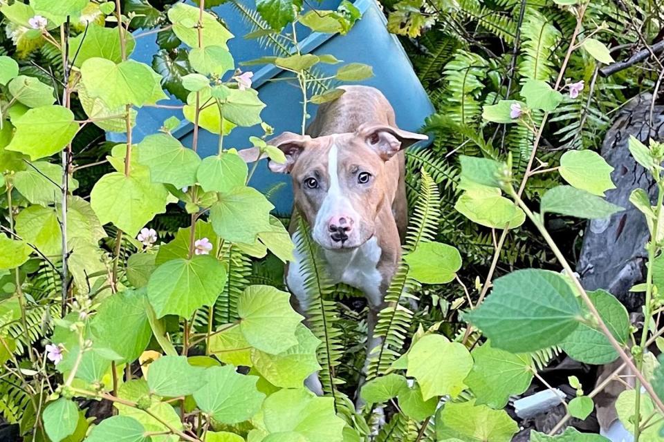 young female dog inside a small blue plastic tote that had been thrown away like garbage. Our officer along with the deputy had to risk injury to climb down the steep embankment, but they were able to pull sweet Daisy (A500991) out safely.