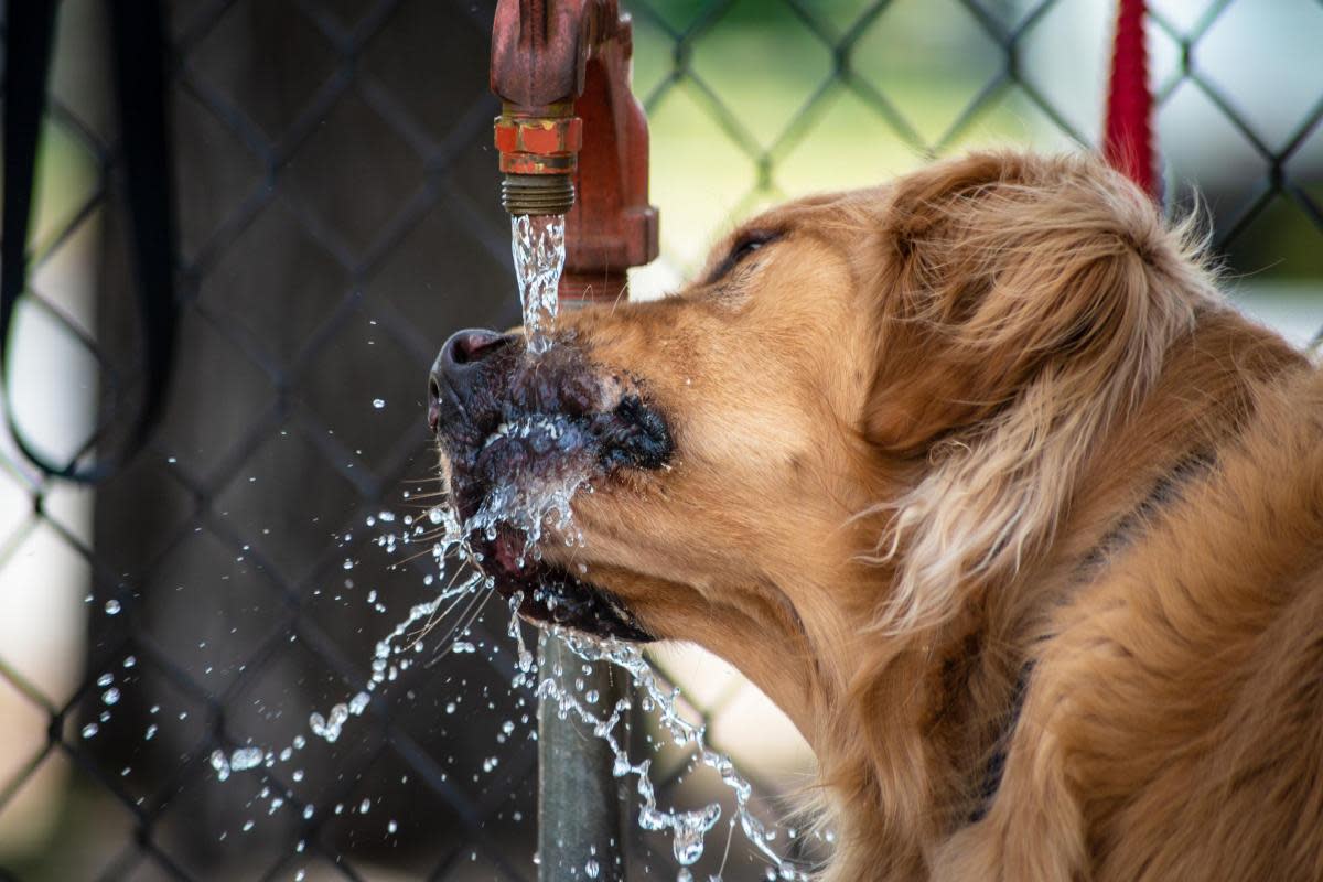 Owners are being urged to be vigilant for the signs of heatstroke, as temperatures pose a serious risk to our pets <i>(Image: Getty/Darwin Brandis)</i>