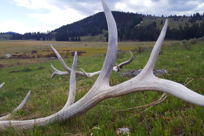 An elk shed near the Yellowstone watershed