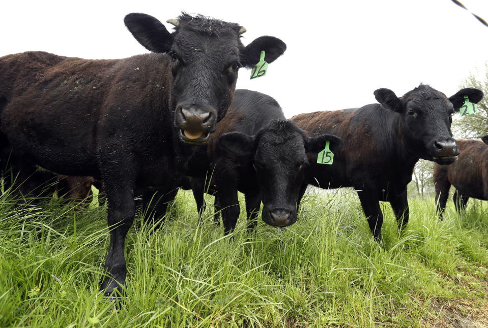 Grass-fed, antibiotic- and growth-hormone-free cattle at Kookoolan Farm in Yamhill, Ore., on April 23, 2015. (Photo: Don Ryan/AP)