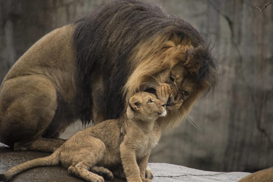 Male lion Zawadi Mungu plays with his cubs for the first time in the Oregon Zoo's Predators of the Serengeti habitat in Portland