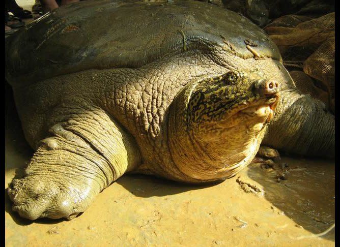 <strong>Scientific Name:</strong> <em>Rafetus Swinhoei</em>    <strong>Common Name: </strong>Red River Giant Softshell Turtle    <strong>Category:</strong> Turtle    <strong>Population: </strong>4 known individuals     <strong>Threats To Survival:</strong> Hunting for consumption and habitat destruction and degradation as a result of wetland destruction and pollution