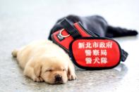 <p>Sie hören auf die Namen Fuxing, Shuman, Feida, Yige, AJ und Liang. Wenn sie einmal groß sind, sollen sie als Drogenspürhunde eingesetzt werden. (Foto: Caters News Agency) </p>