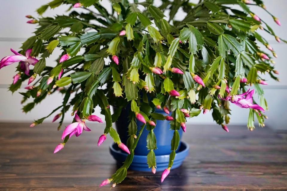 Large blooming Thanksgiving/Xmas Cactus