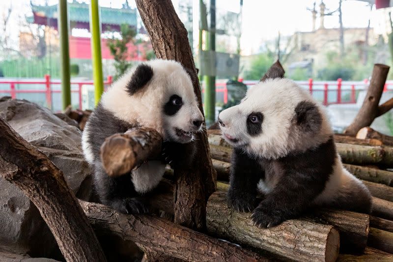 A handout photo shows twin panda cubs in Berlin Zoo