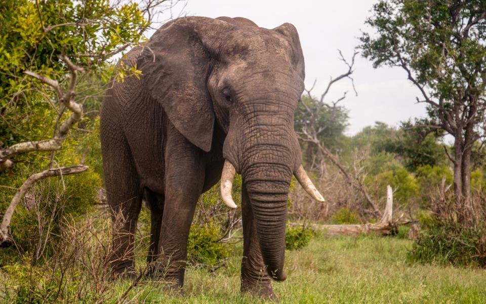 An elephant in Kruger National Park