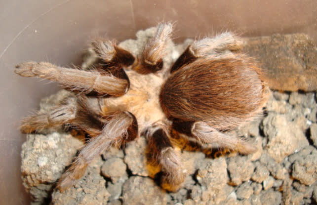 Texas brown spider in a tank