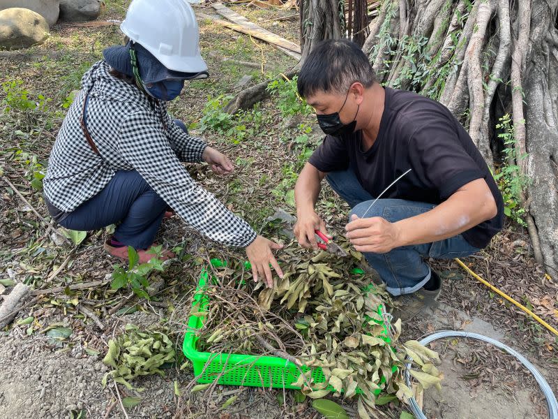 ▲高雄市野鳥學會趕製菜籃為基底的人工鳥巢。（圖／高雄市野鳥學會提供）