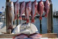 <p><strong><a href="https://go.redirectingat.com?id=74968X1596630&url=https%3A%2F%2Fwww.viator.com%2Ftours%2FBiloxi%2FHalf-Day-Fishing-Charter%2Fd22663-106183P1&sref=https%3A%2F%2Fwww.redbookmag.com%2Fhome%2Fg30430505%2Ftop-tourist-attraction-in-your-state%2F" rel="nofollow noopener" target="_blank" data-ylk="slk:Half Day Fishing Charter;elm:context_link;itc:0;sec:content-canvas" class="link ">Half Day Fishing Charter</a></strong></p><p><strong>Biloxi, Mississippi</strong></p><p>Fishing enthusiasts love this experience, which allows you to spend half a day exploring the Gulf Coast on a private charter. The captain will take you to the exact right spots to catch local species and you may even catch a glimpse of dolphins. </p>