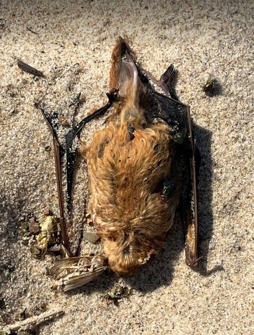 Bats like this one were discovered along the Lake Michigan shoreline Saturday from Michigan City to Long Beach.