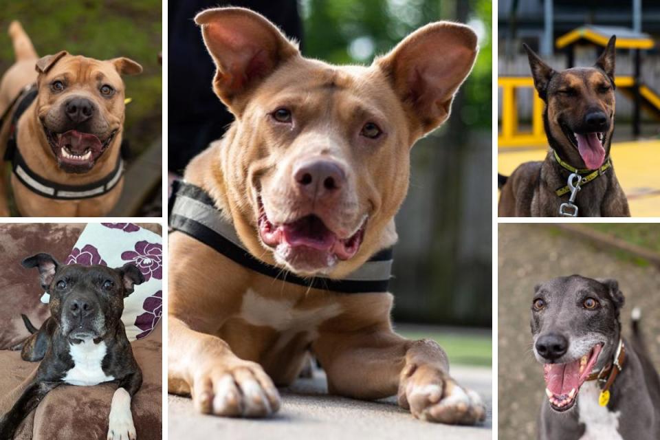 These 5 dogs with Dogs Trust Manchester are looking for new homes <i>(Image: Dogs Trust)</i>