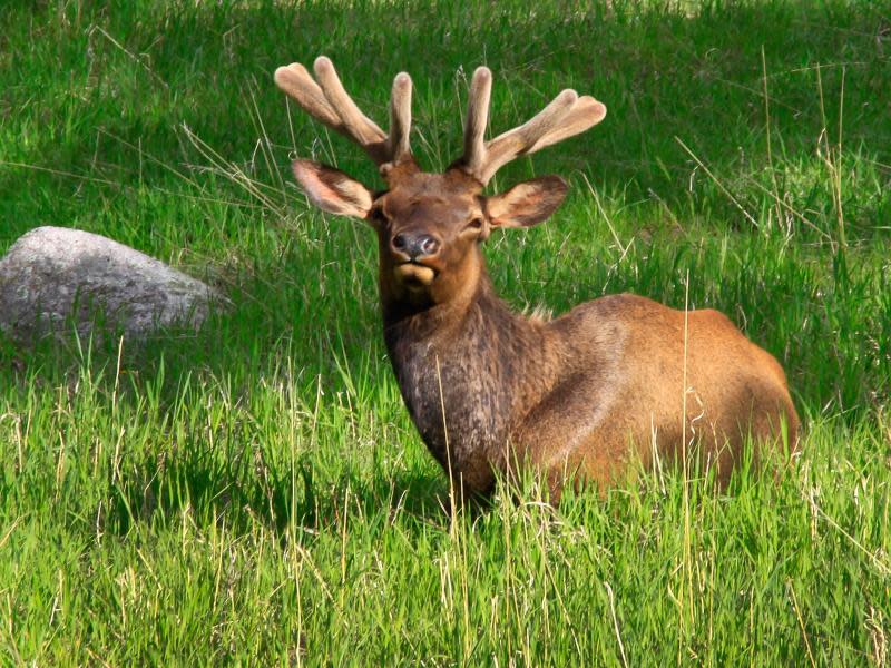 Des anderen Glück: Hirsche konnten sich im National Park ungehemmt vermehren, seit Bären und Wölfe ausgerottet wurden. Foto: Michael Juhran