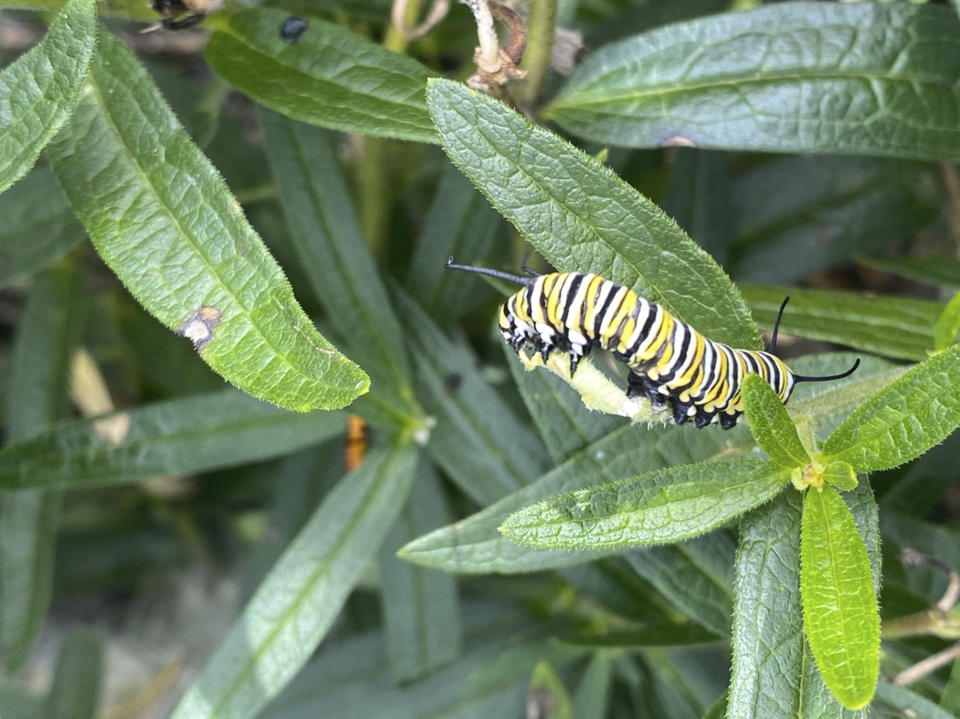 This image provided by Garden for Wildlife shows a monarch butterfly caterpillar munching on a milkweed leaf. The International Union of Conservation of Nature officially categorized the monarch as "endangered" and added it to its Red List of Threatened Species on July 21. (Julie Richards/Garden for Wildlife via AP)