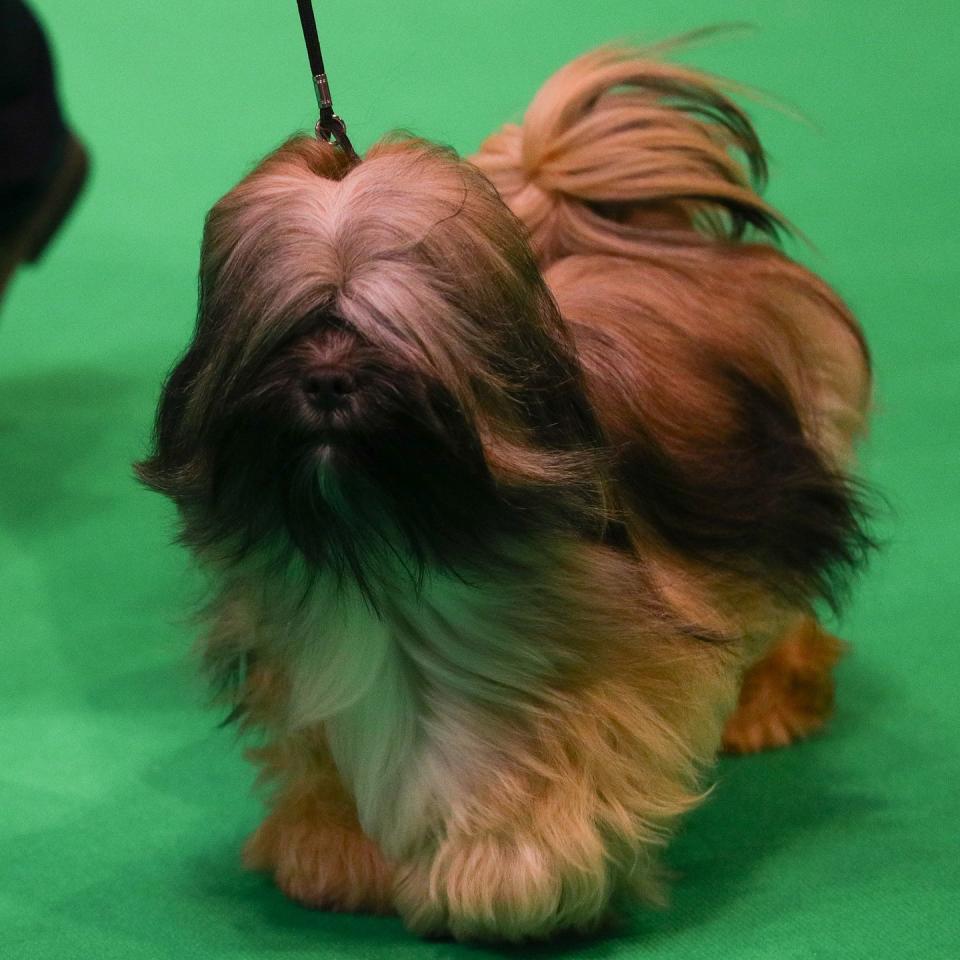 Lhasa Apso