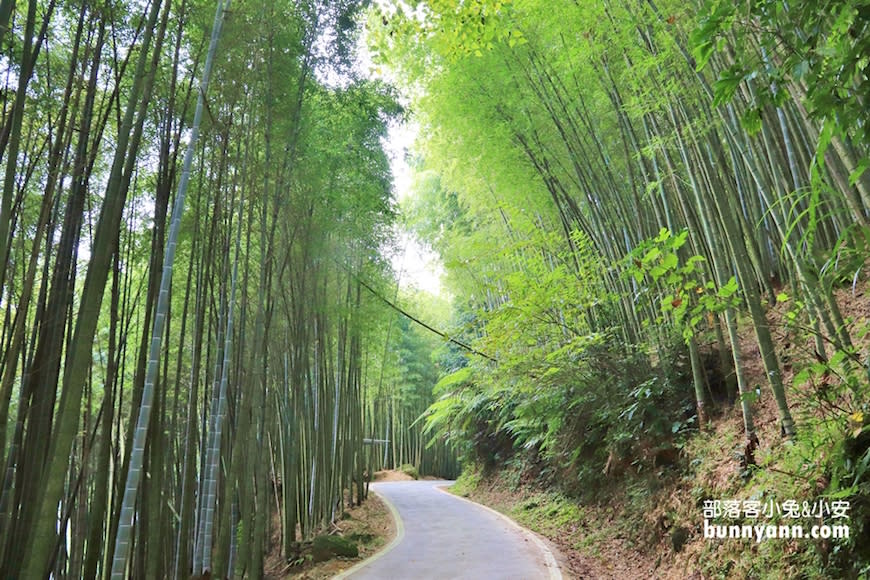 嘉義｜瑞里綠色隧道