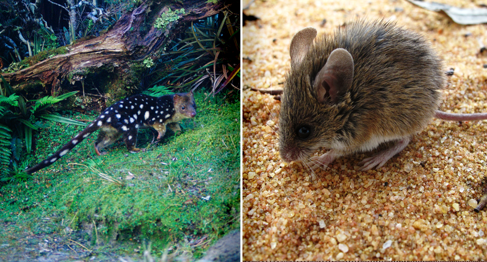 Left - a spot-tailed quoll in a forest. Right - Close-up of a Pilliga mouse on sand