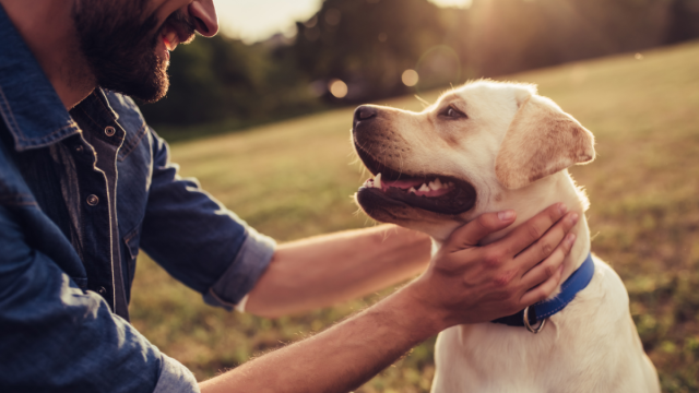 Golden Retriever Cracks People up With Responses to Mom and Dad Petting Him