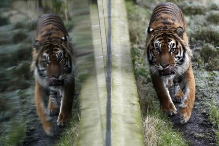 Sumatran tiger Jae Jae is reflected in glass during the annual stocktake at London Zoo in London, Britain. REUTERS/Stefan Wermuth