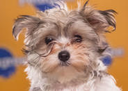 Daisy, a 12-week-old Yorkshire terrier, enjoys wrestling with her two brothers. (Photo by Keith Barraclough/DCL)