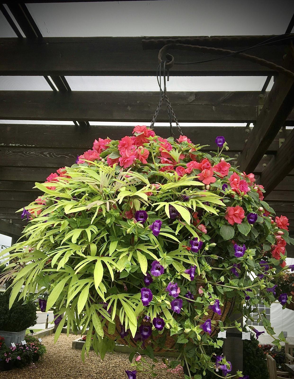 Rockapulco Coral Reef impatiens dazzles in the hanging basket featuring Sweet Caroline Medusa Green sweet potato and Summer Wave Large Violet torenia or wishbone flower.
