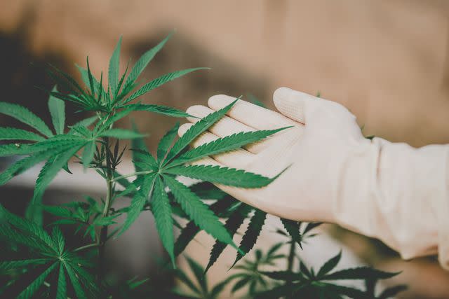 Cavan Images / Getty Images Farmers examine the growth of fresh marijuana for medical use