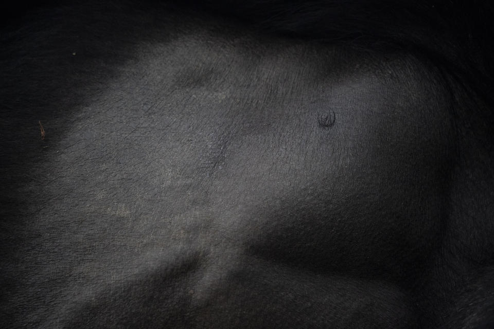 This Sept. 2, 2019 photo shows a closeup of the chest of a silverback mountain gorilla named Segasira as he rests in the Volcanoes National Park, Rwanda. (AP Photo/Felipe Dana)