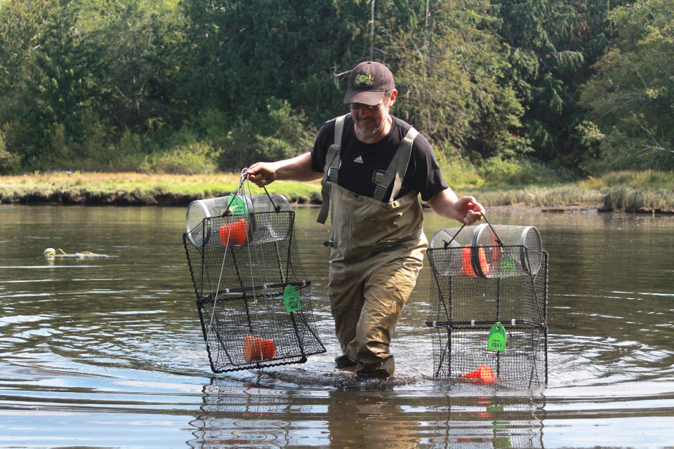 Jeff Adams wades through muck to set crab traps at Nick’s Lagoon near Seabeck, Wash. (Evan Bush / NBC News)