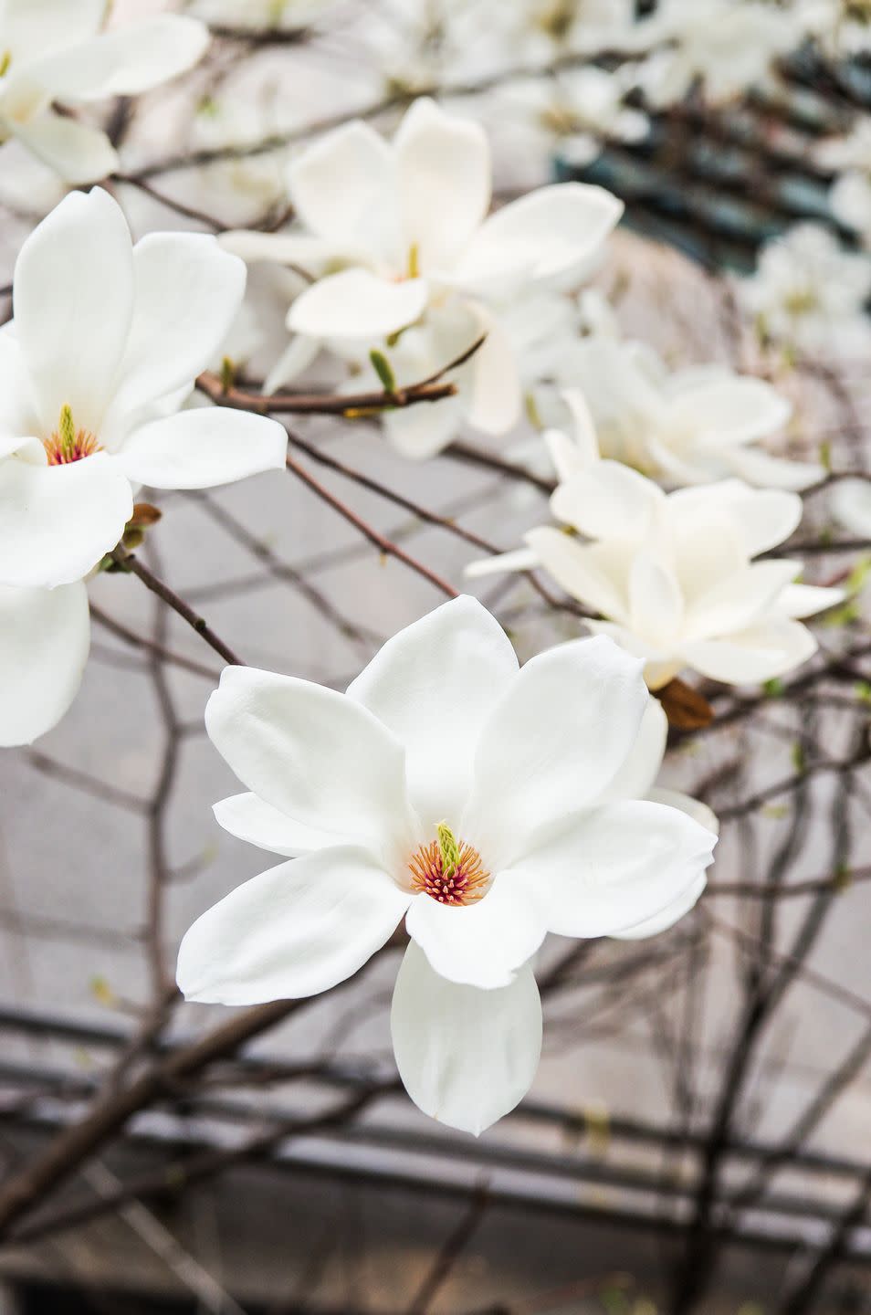 flower meaning magnolia blossom 
