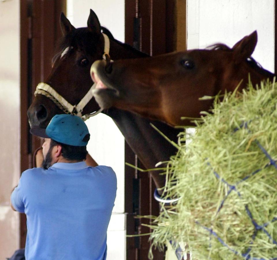 BALTIMORE, : Preakness favorite, Fusaichi Pegasus (L) is greeted by a barnmate as he arrives at Pimlico race track 17 May, 2000. Fusaichi Pegasus, winner of the Kentucky Derby, will run in the Preakness 20 May. AFP PHOTO/HEATHER HALL (Photo credit should read HEATHER HALL/AFP via Getty Images)