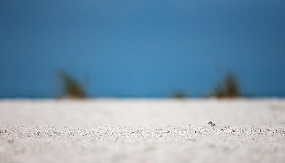 A Snowy plover chick scampers while a parent watches nearby on the beach on the south end of Fort Myers Beach on May 5, 2022. The area just south of the Little Estero Critical Wildlife Area is a known nesting site for the plovers along with least terns, Wilson's plovers and black skimmers. Snowy plover chicks are really small and look like cotton balls.